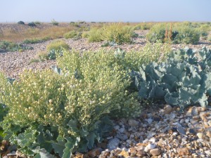 close up of sea kale berries