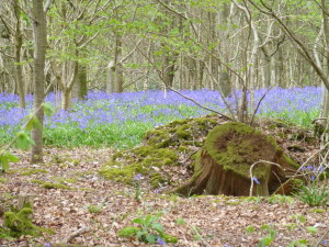 Bluebells 16.5.13