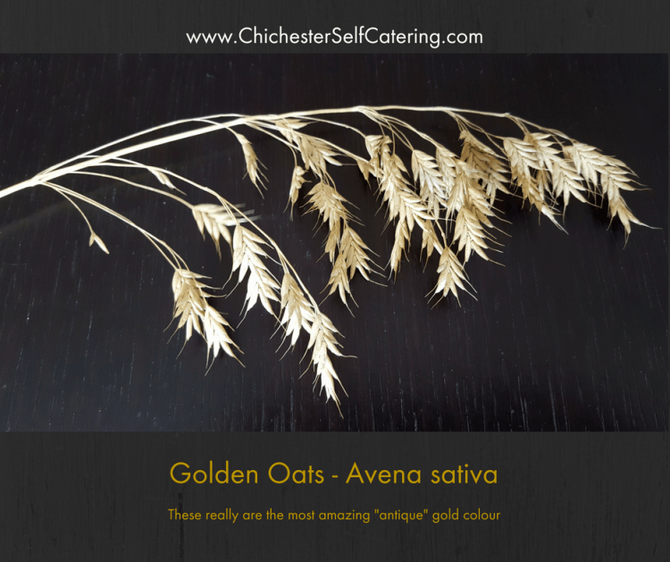 Golden Oats - Avena sativa