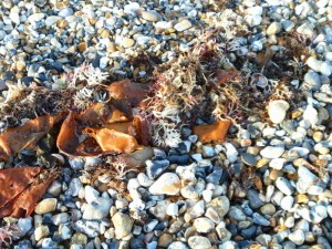 diagonal seaweed.1000px