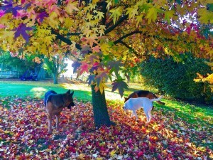 dogsandautumnleaves