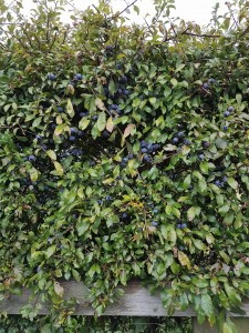 sloesbushes